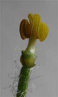  Stamen (Outer view)